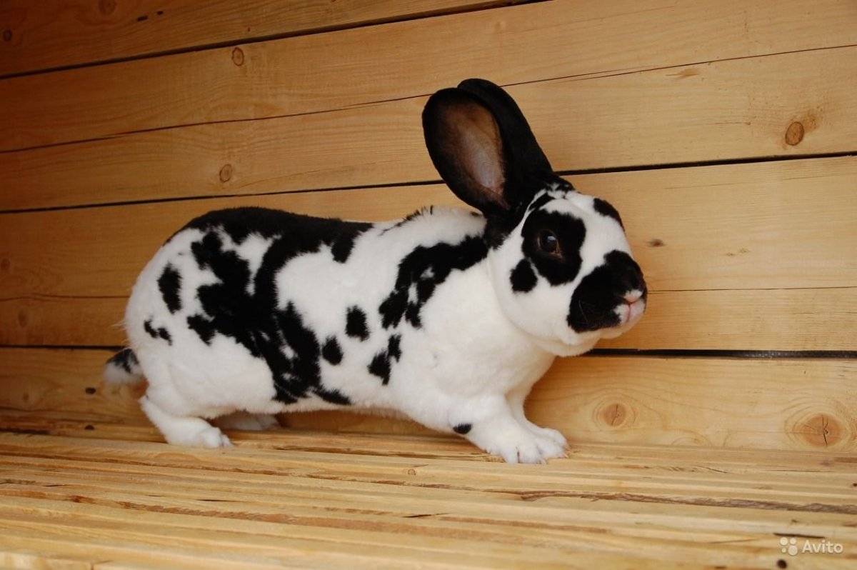 Кролики породы Строкач