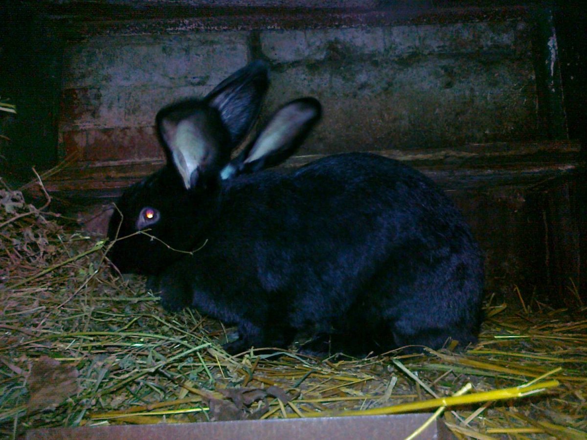 Кролик гибрид Строкач гибрид