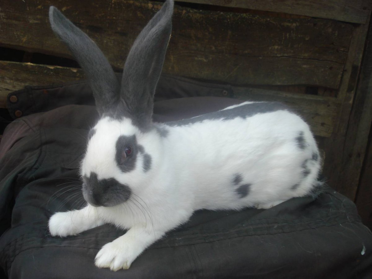 Пятнистый белый кролик