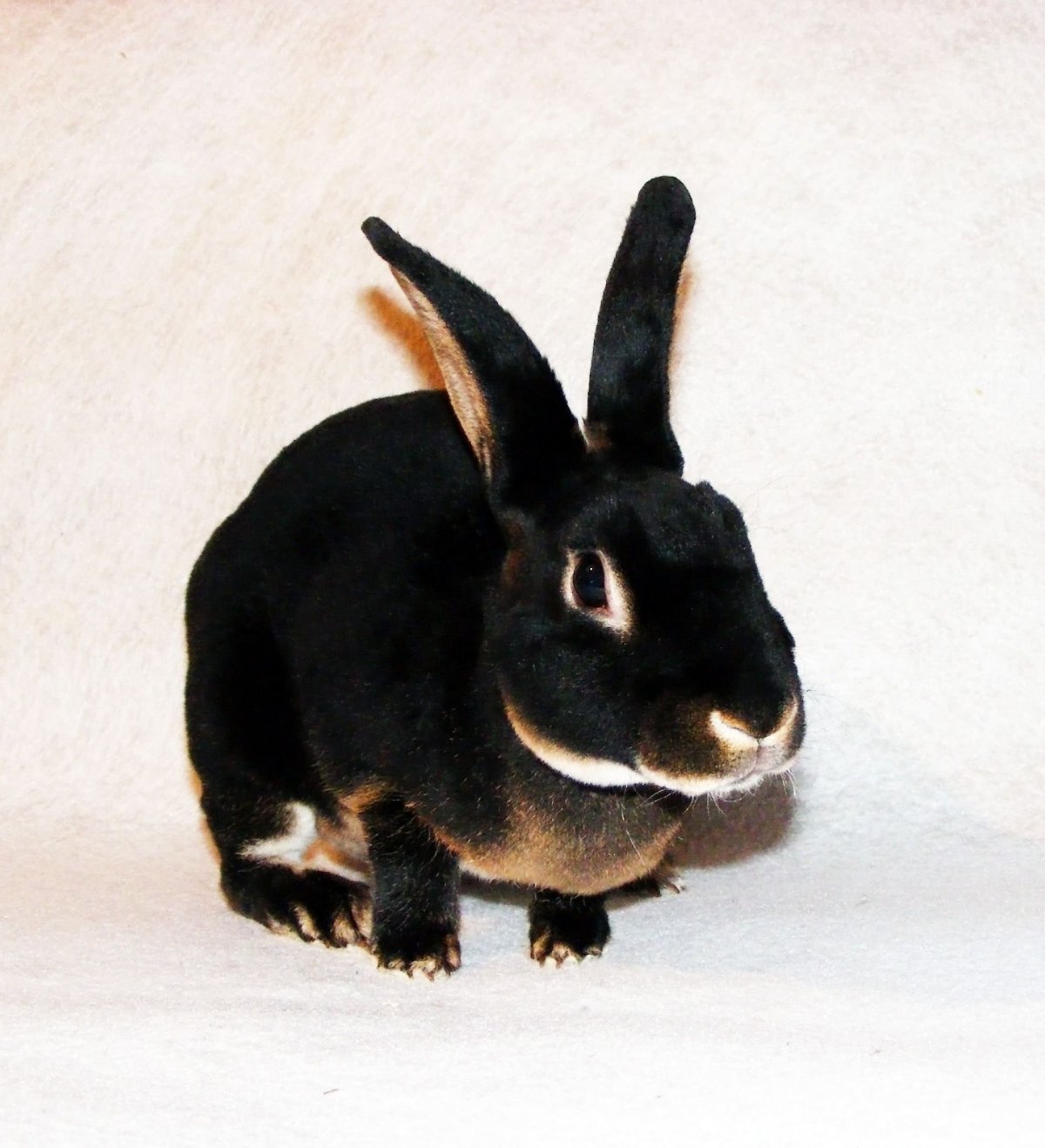 Кроликов заводчики заводчики кроликов