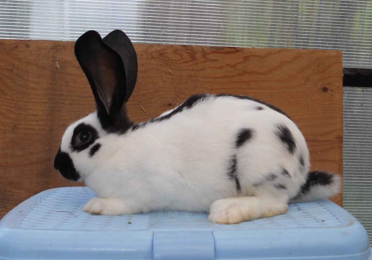 Кролики рекс раббит