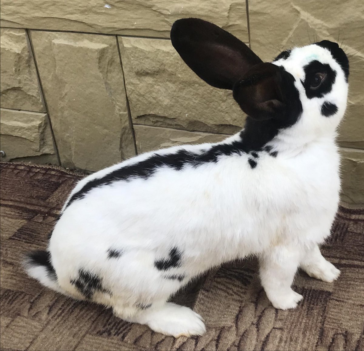 Кролики породы Строкач