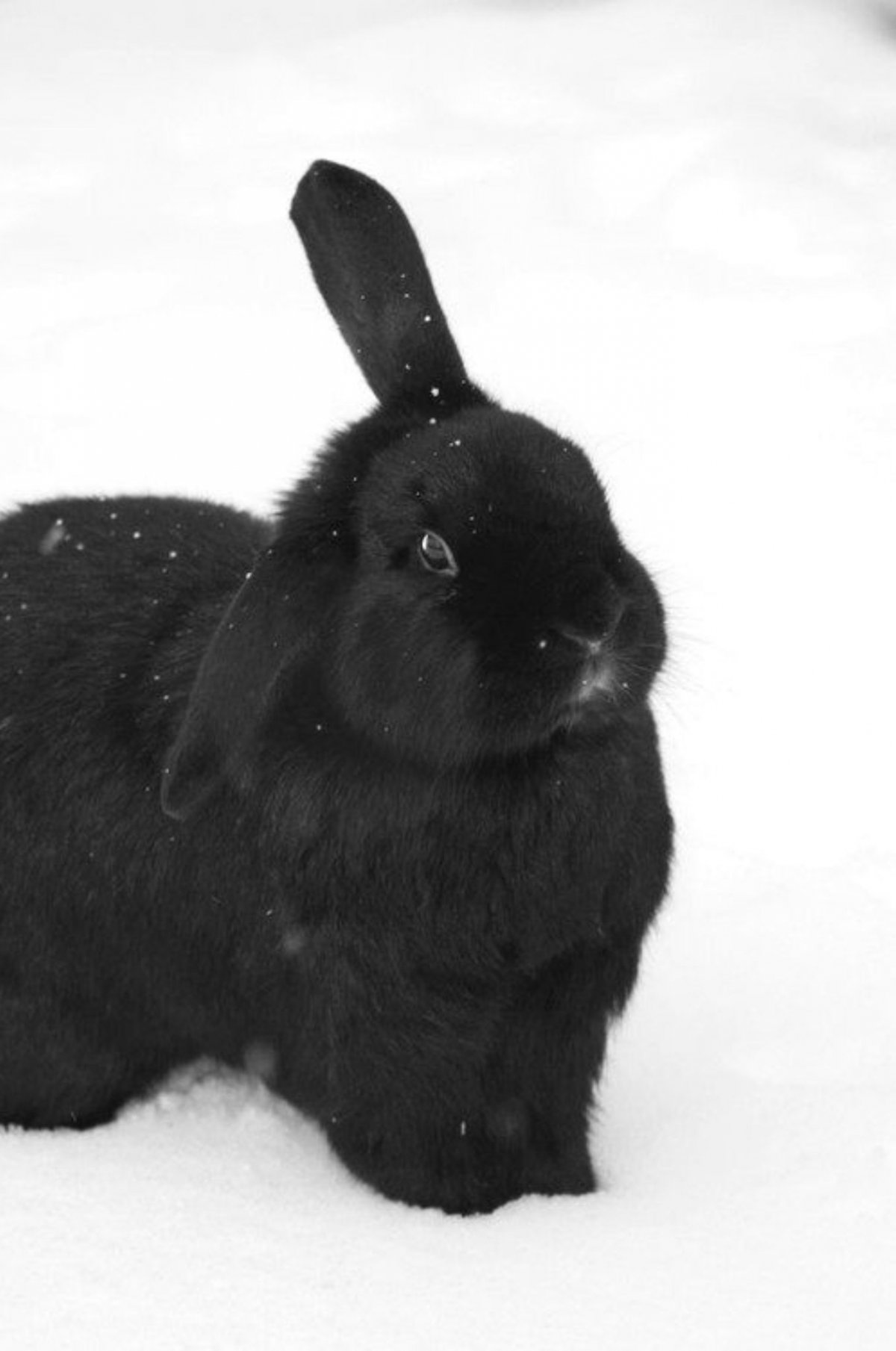 Кролик бабочка вислоухий