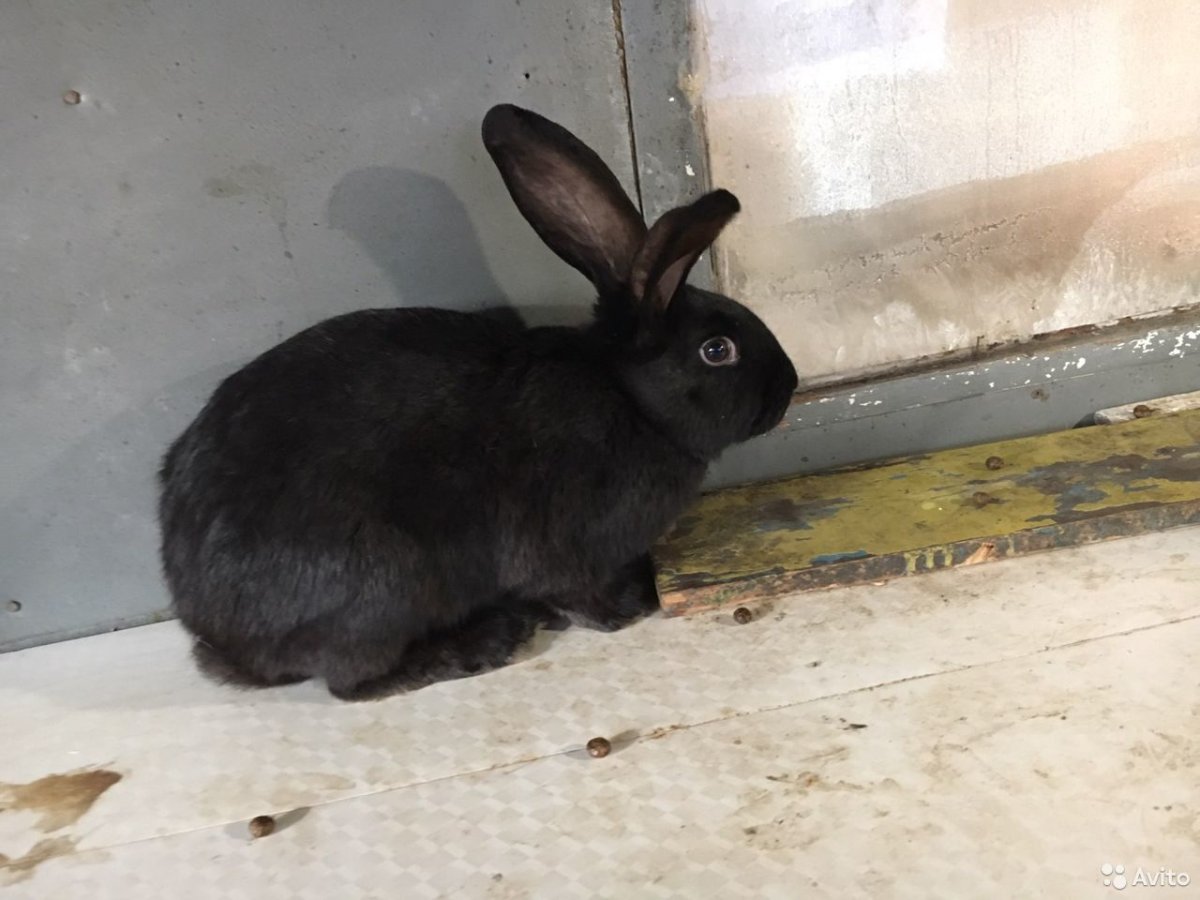 Черный кролик