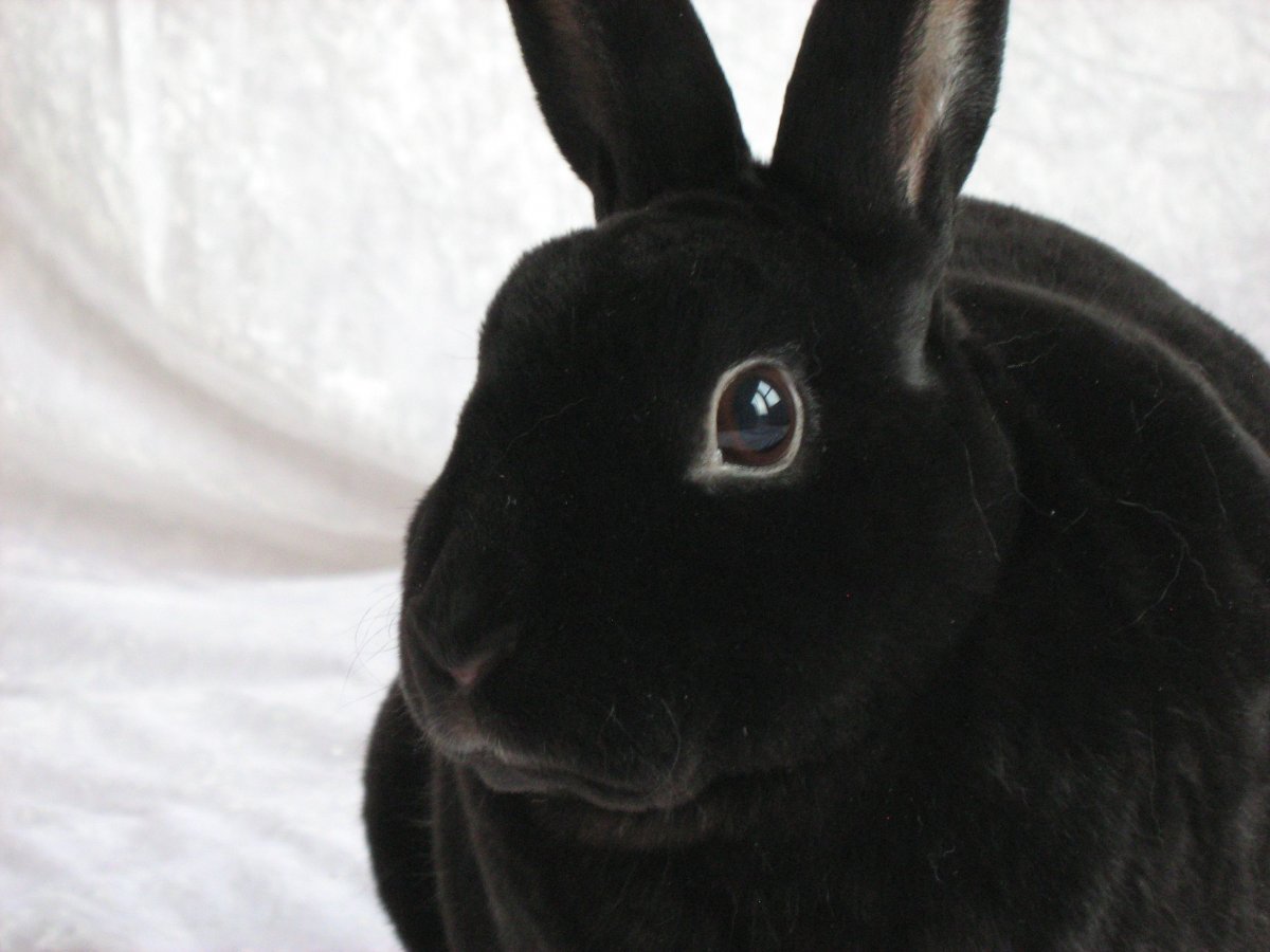 Кролик рекс Гавана