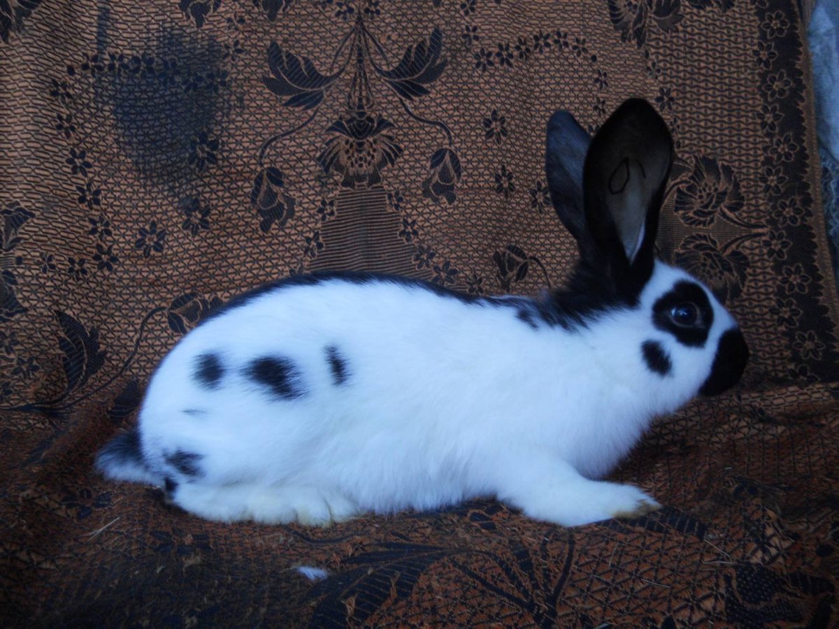 Строкачи порода кроликов