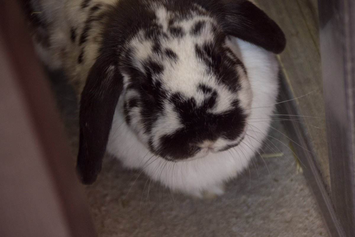 Checkered giant Rabbit