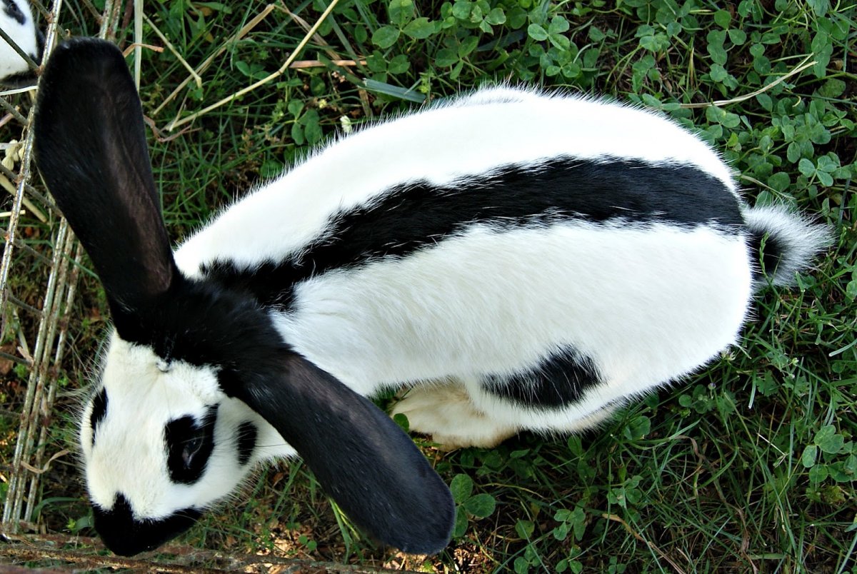Немецкий пестрый великан Строкач