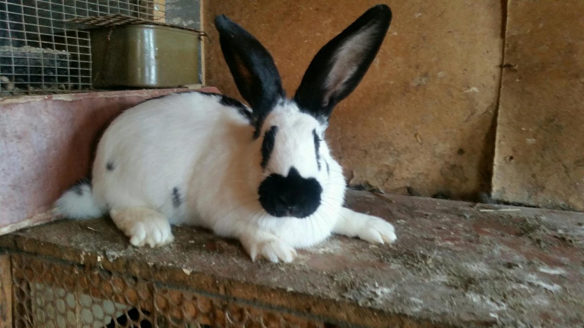 Кролики породы Строкач