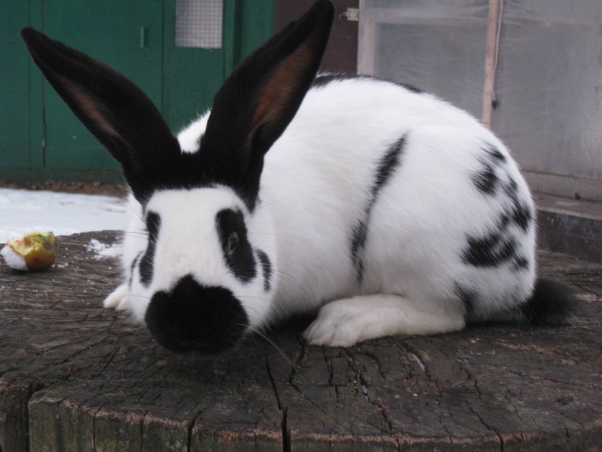 Карликовая бабочка кролик