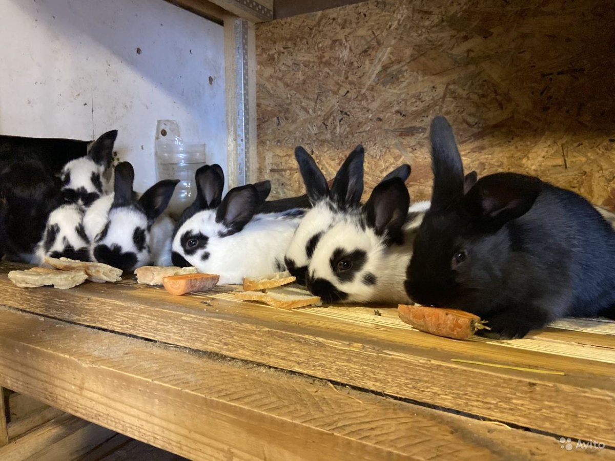 Кролики породы Строкач окрас голубой