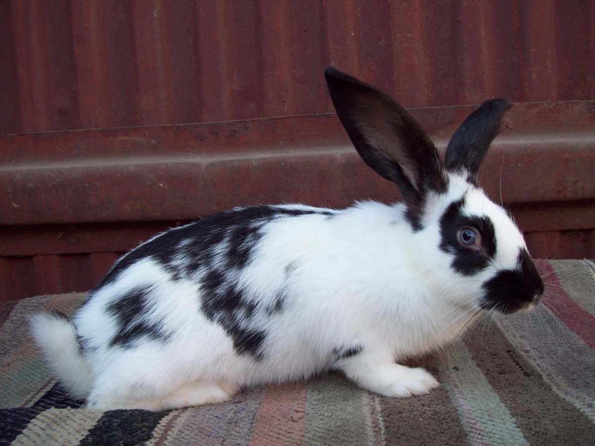 Кролики белые великаны и бабочка