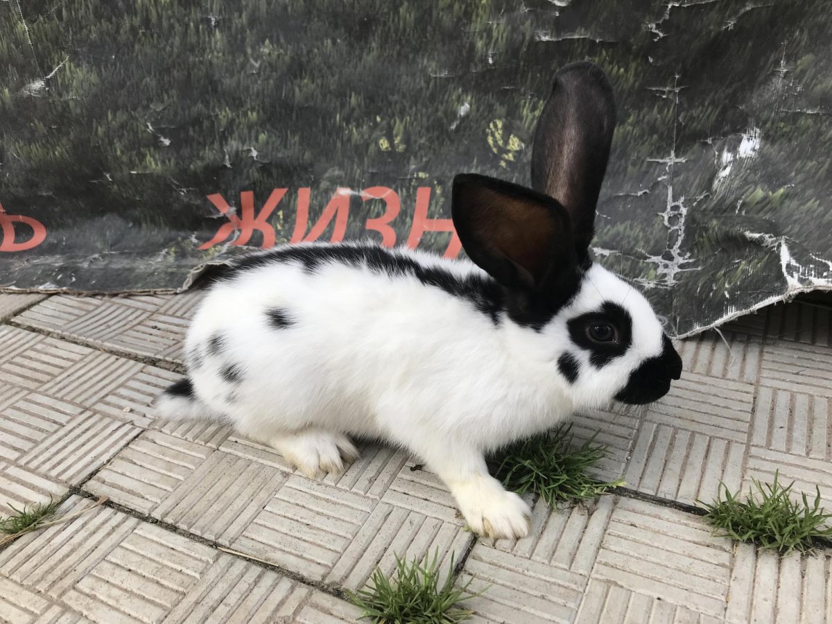 Строкач кролик мама