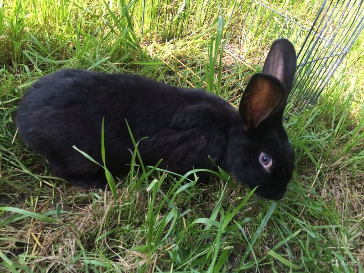 Кролики породы Строкач