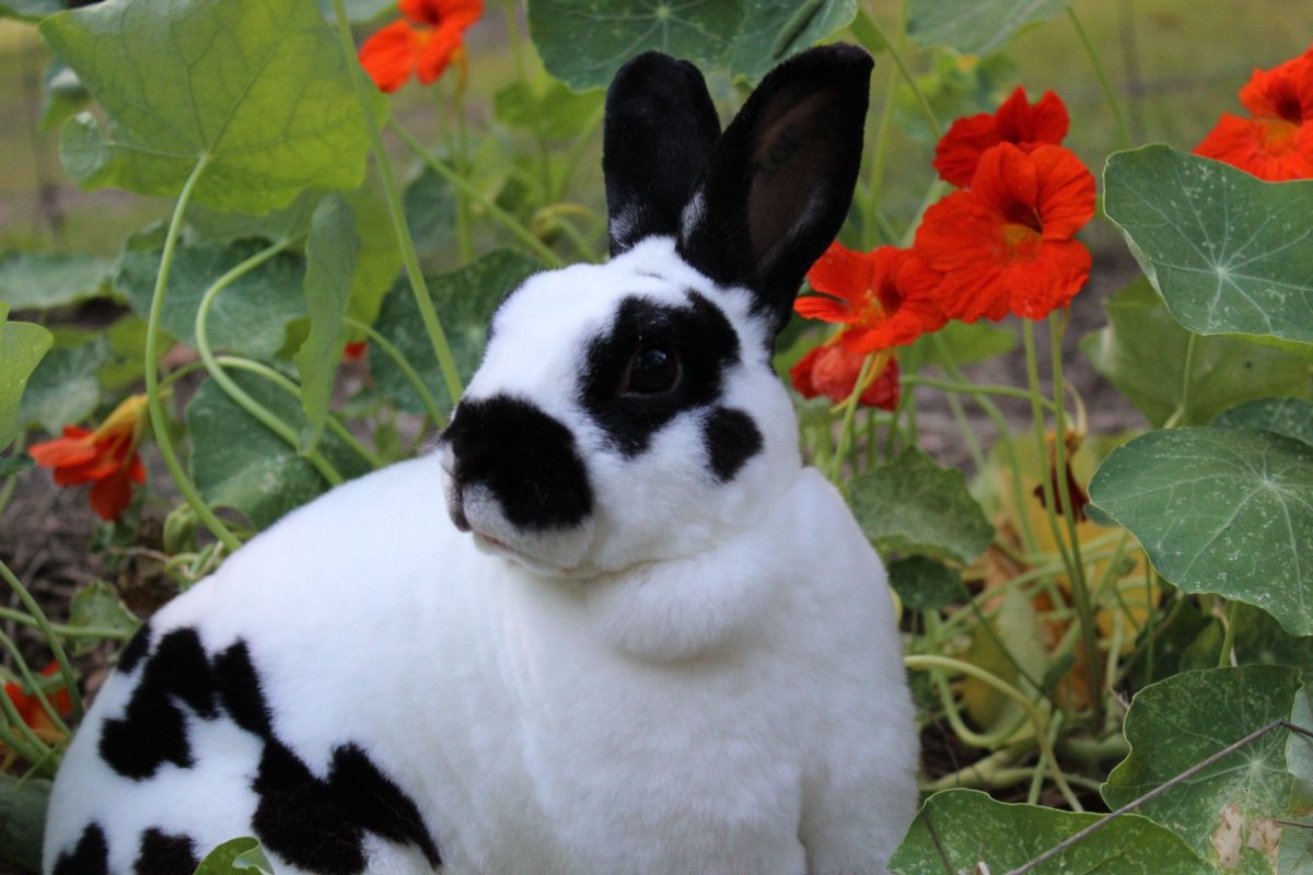 Кролик черно белый