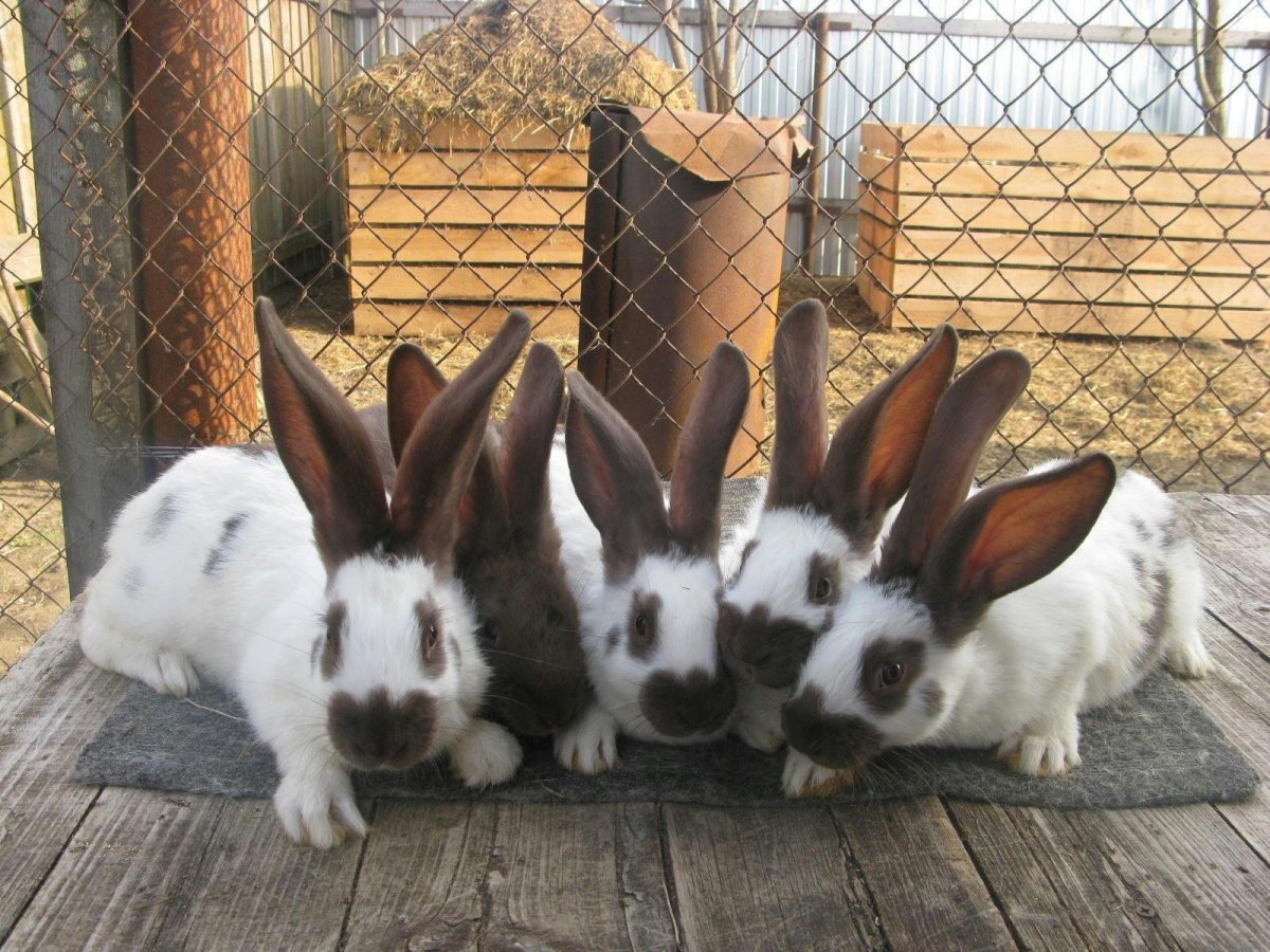 Крольчата черный Строкач