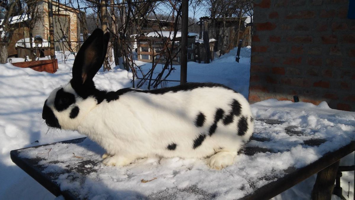 Чёрный великан порода кроликов