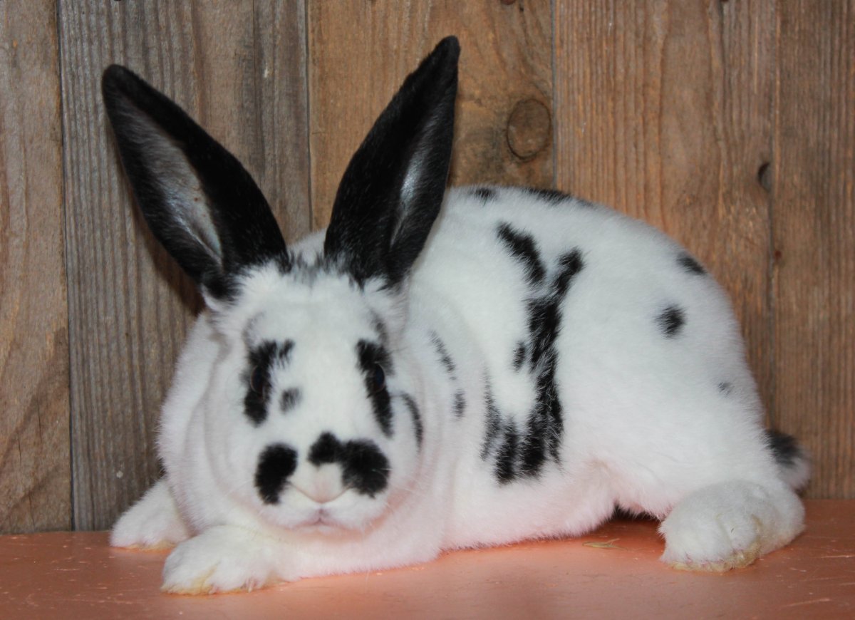 Домашний кролик черный