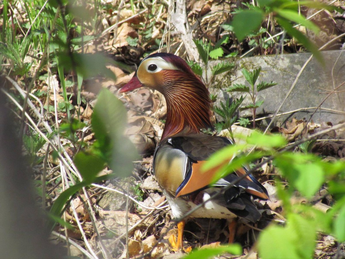 Редкие птицы дальнего Востока на фотографии