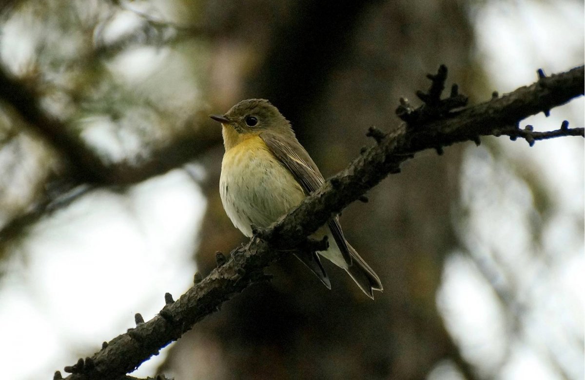 Таежная мухоловка