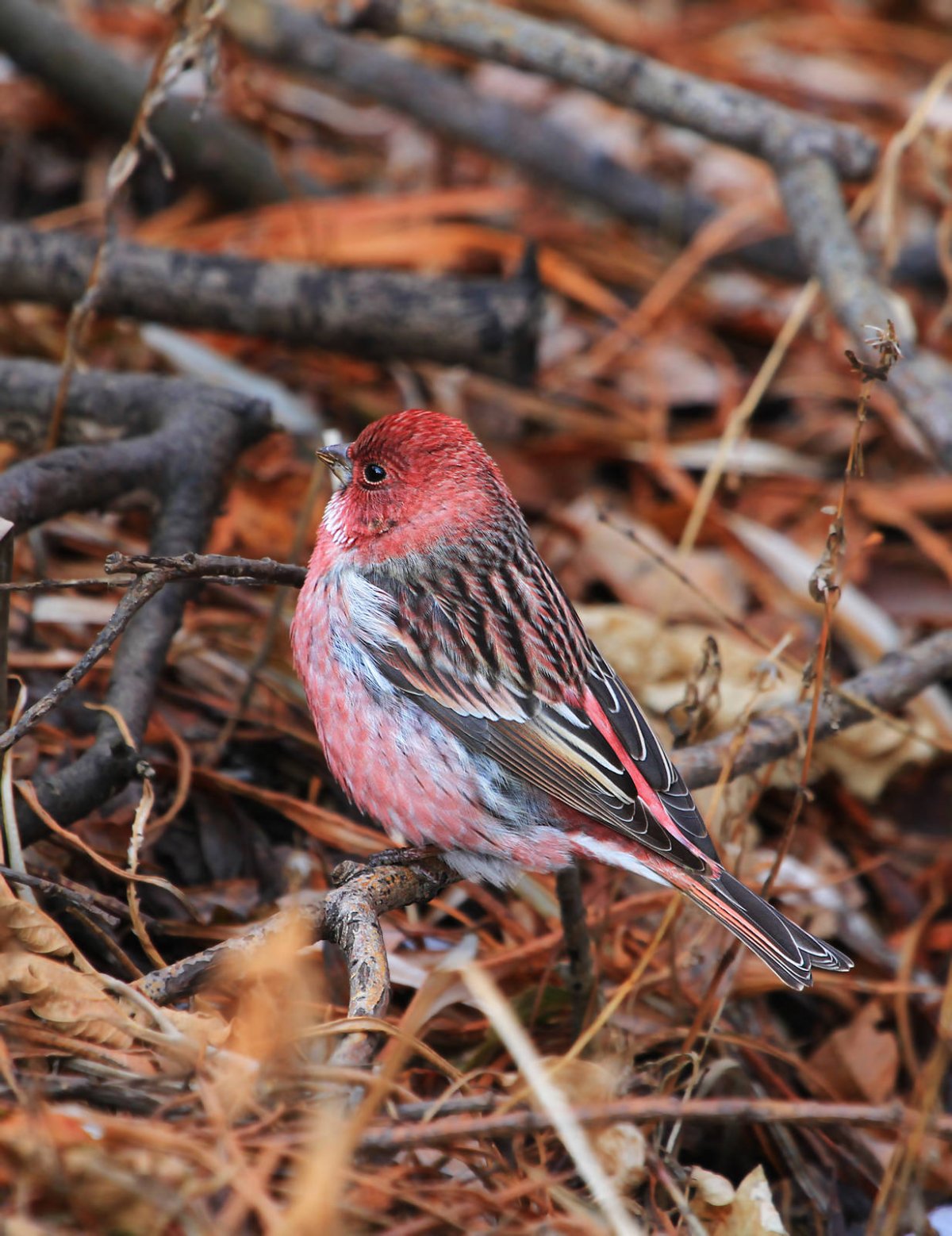 Сибирская чечевица (Carpodacus roseus (Pall.)