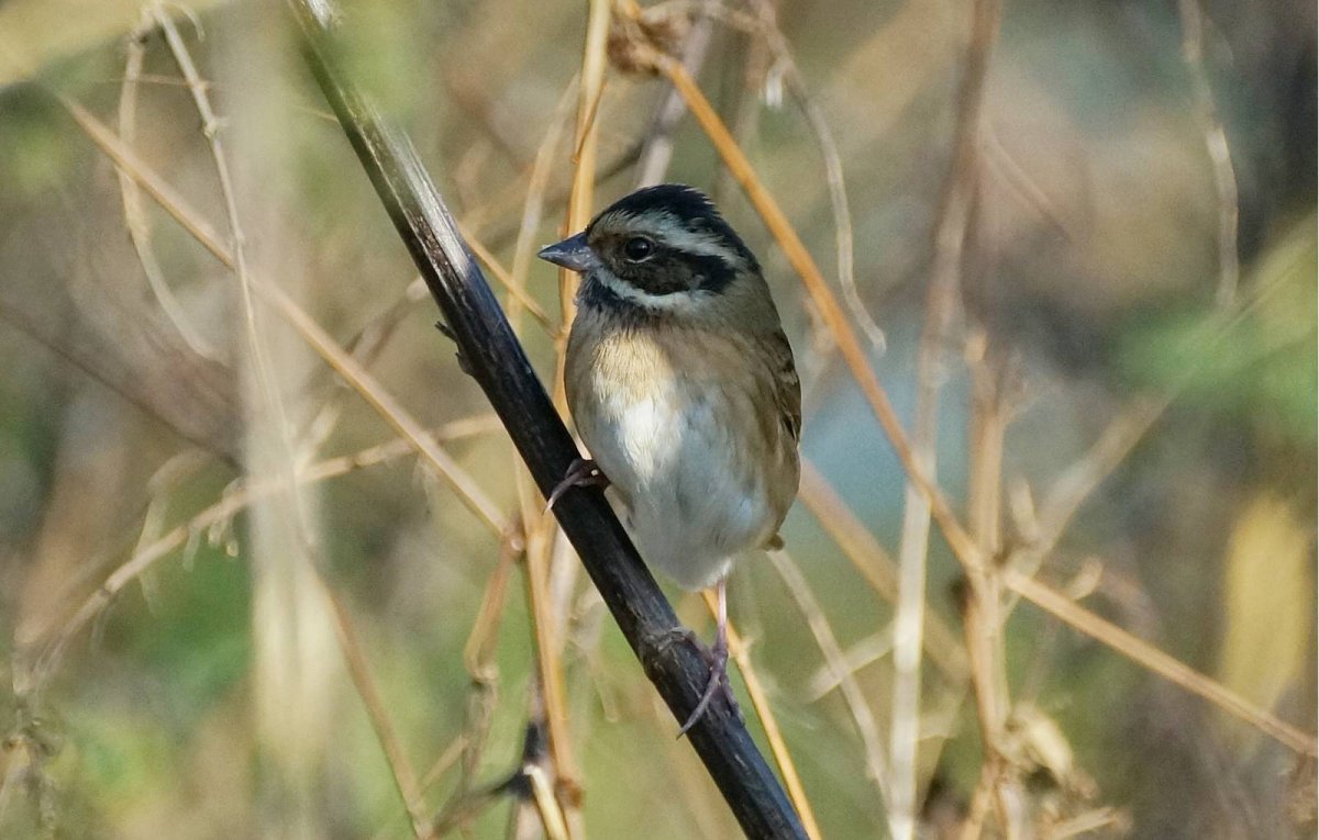 Щегол Дубонос