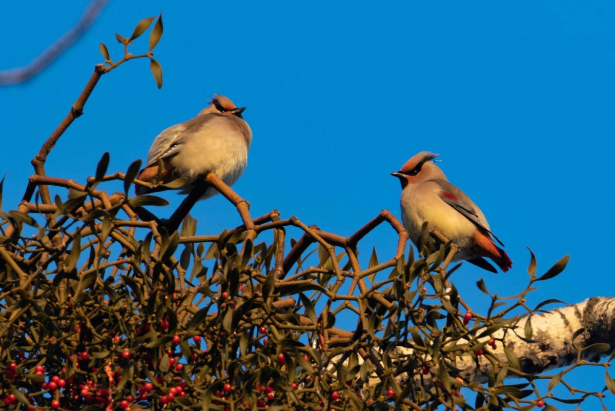 Амурский свиристель