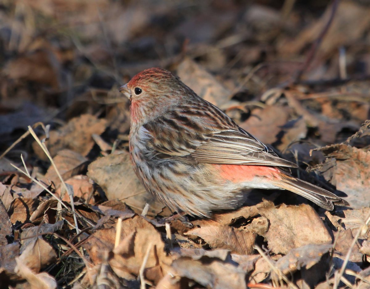 Сибирская чечевица птица