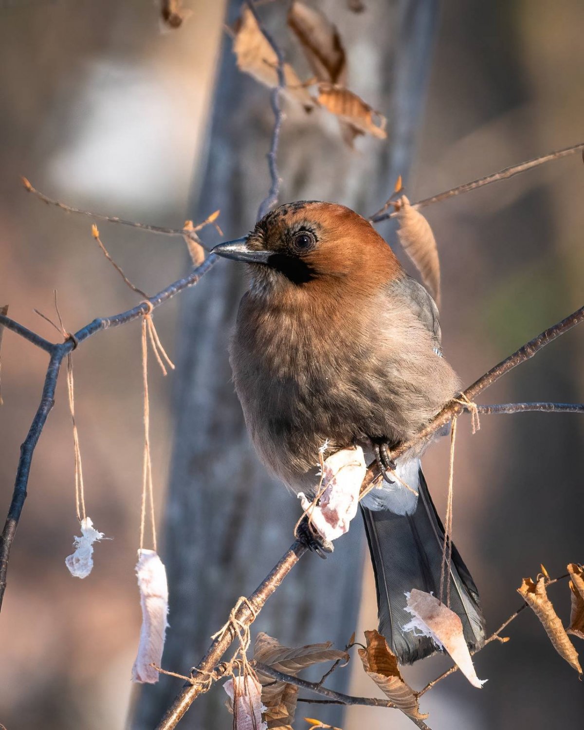 Сойка Приморский край