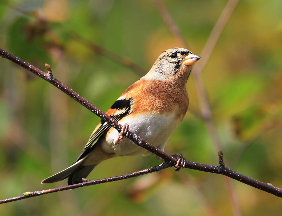 Юрок (fringilla montifringilla)