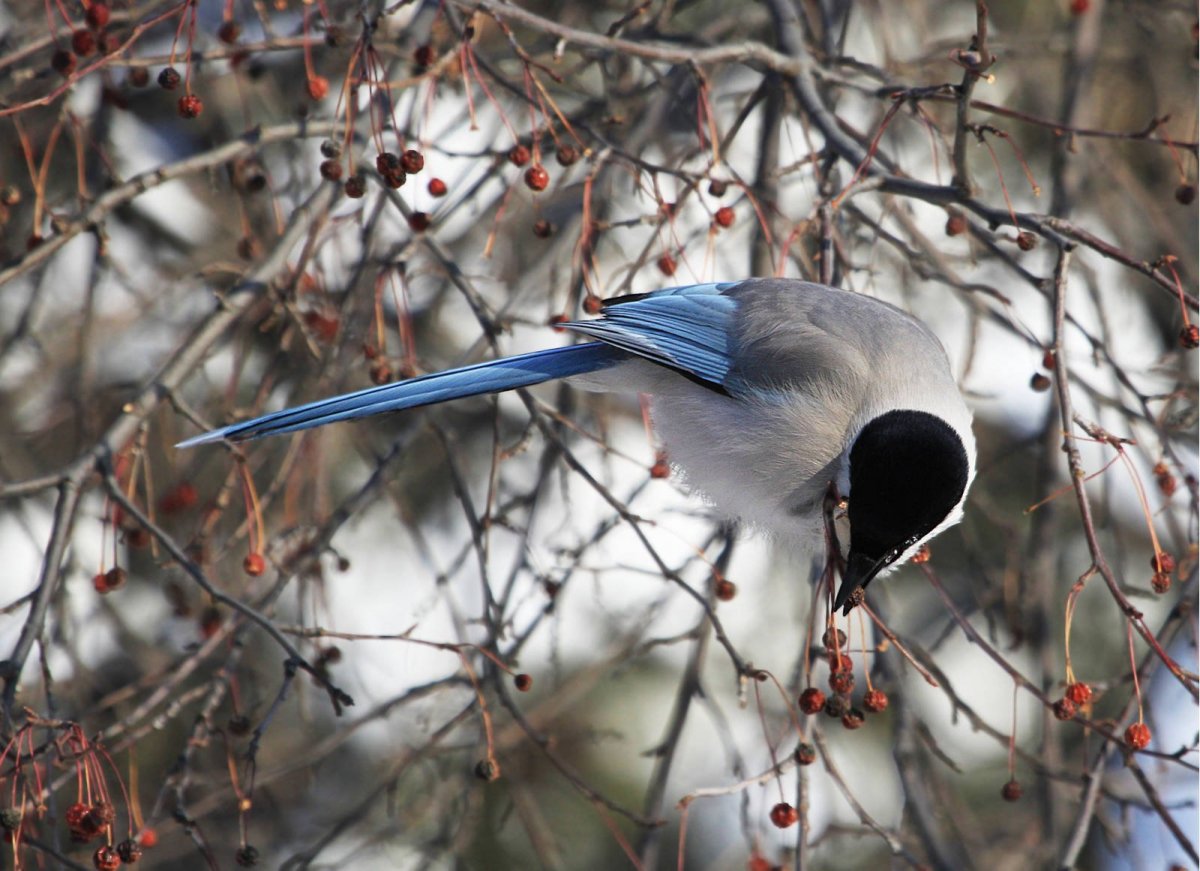 Голубые сороки (Cyanopica Cyana)
