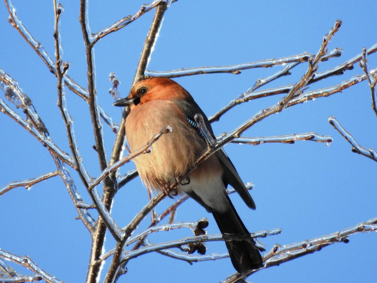 Птицы дальнего Востока фото с названиями