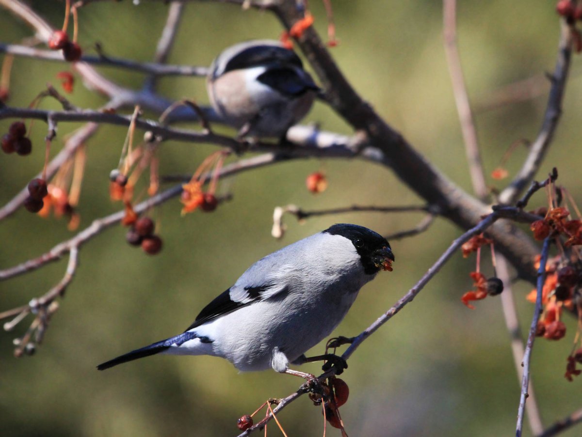 Таежная овсянка