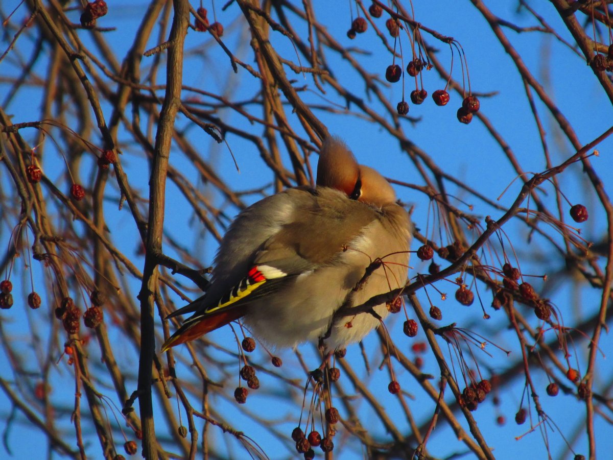 Лазовский заповедник утка Мандаринка