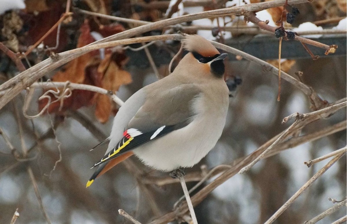 Свиристель в Забайкалье
