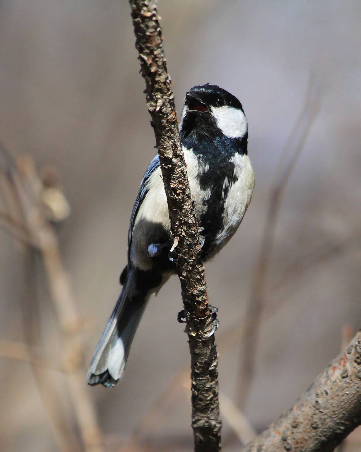 Восточная синица Parus Minor