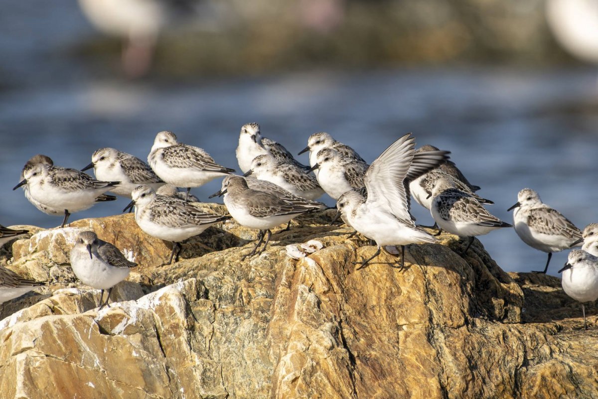 Птенцы птицы песчанки