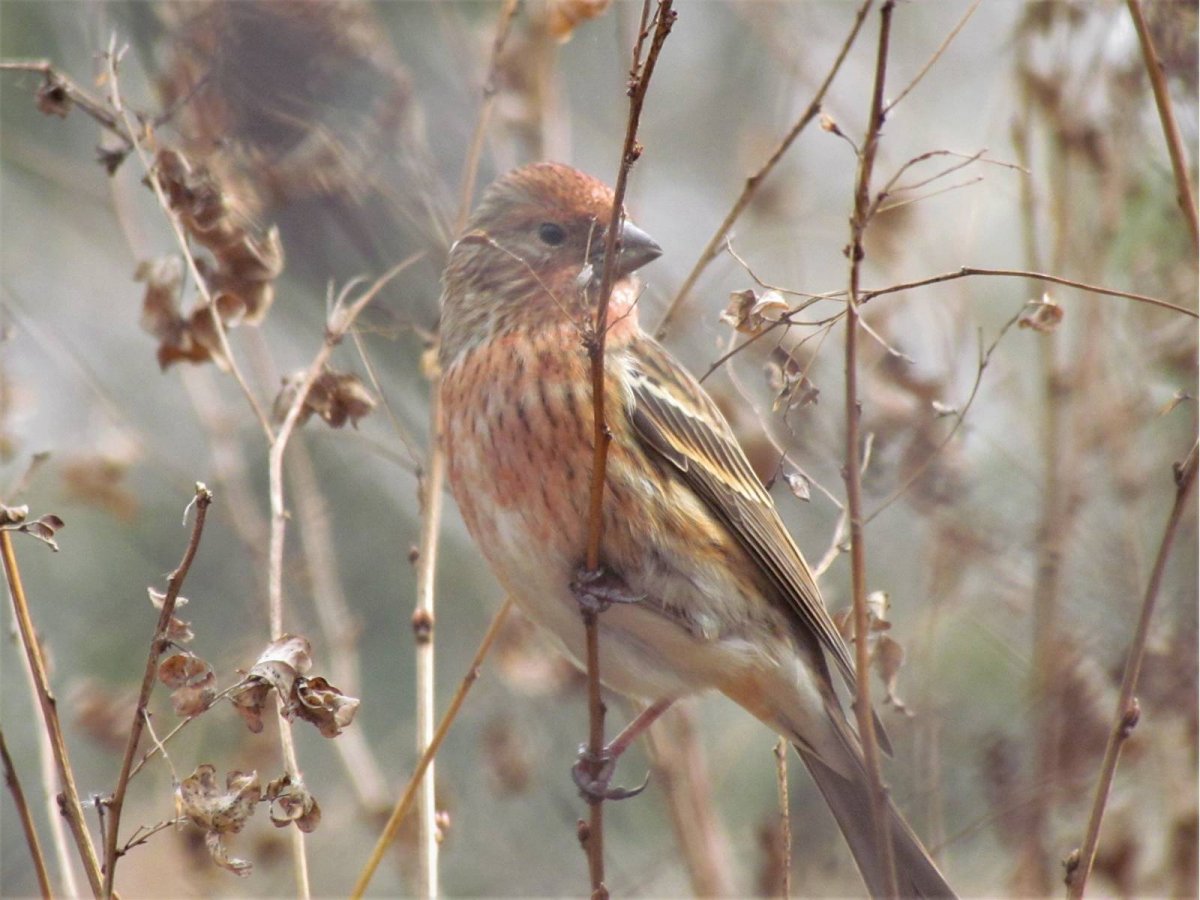 Синехвостка дальнего Востока