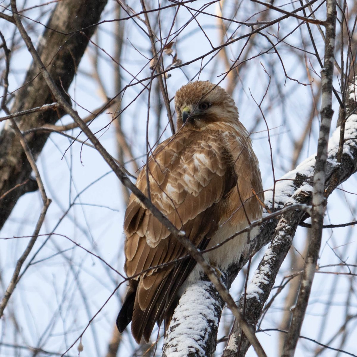 Канюк Сарыч Восточный
