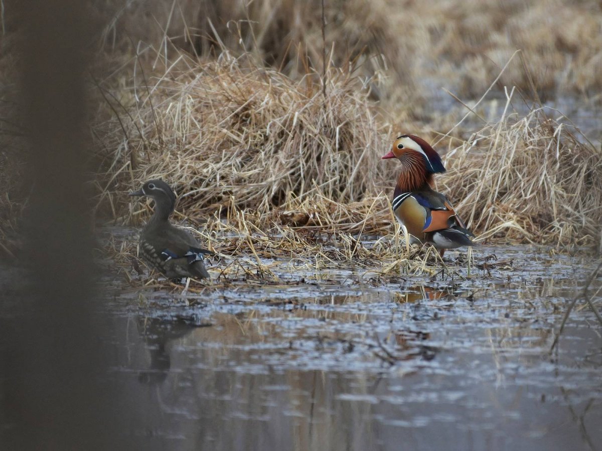 Князёк птица