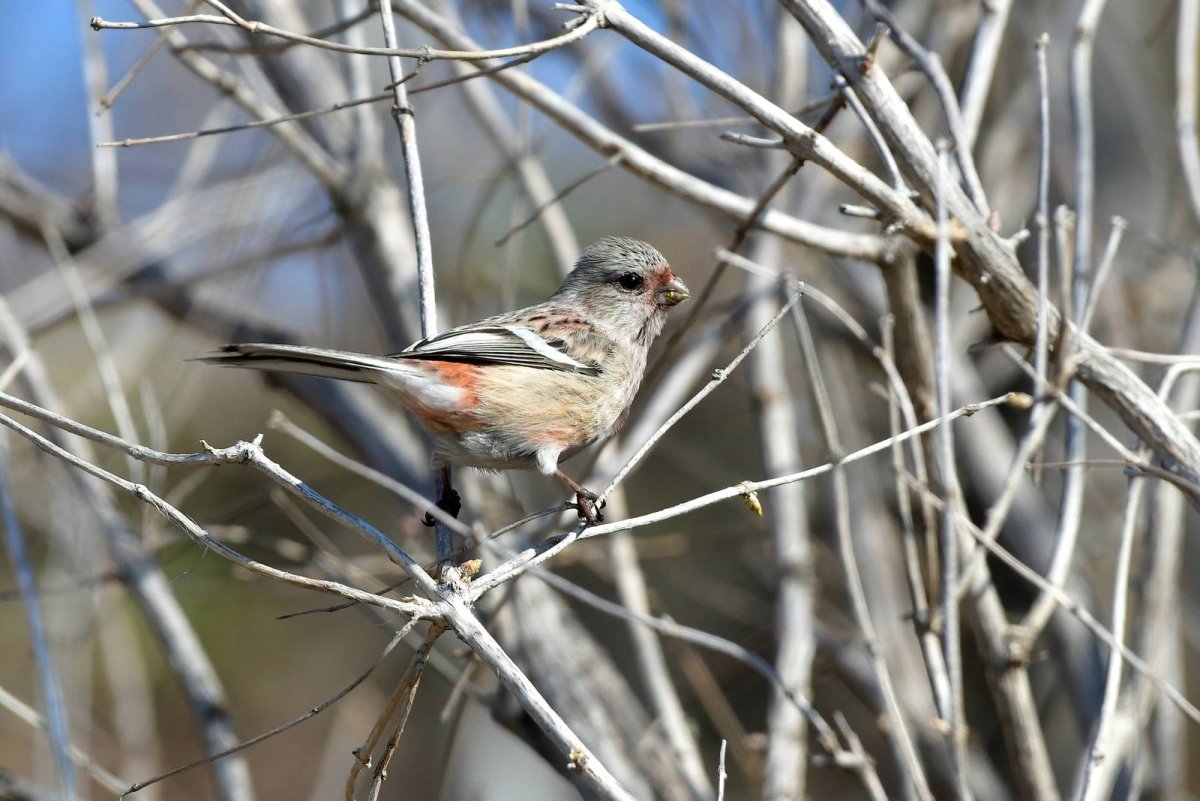 Утка Мандаринка Дальний Восток