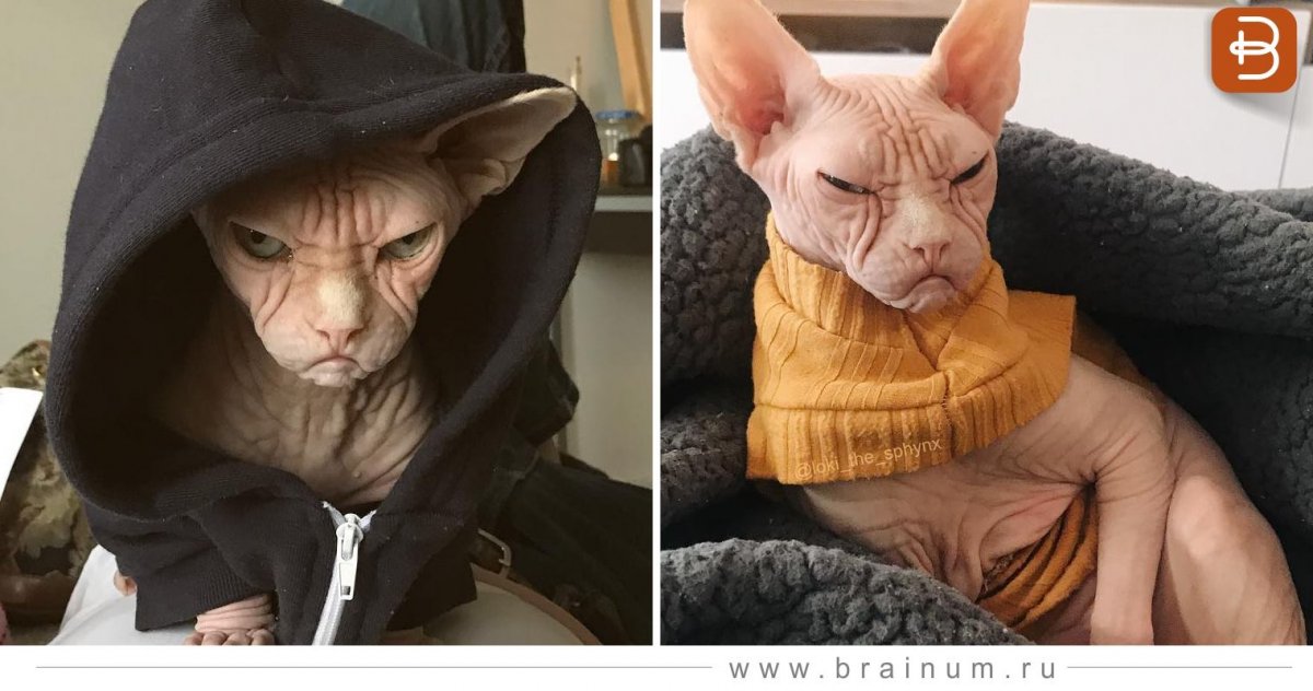 Кот сфинкс в капюшоне