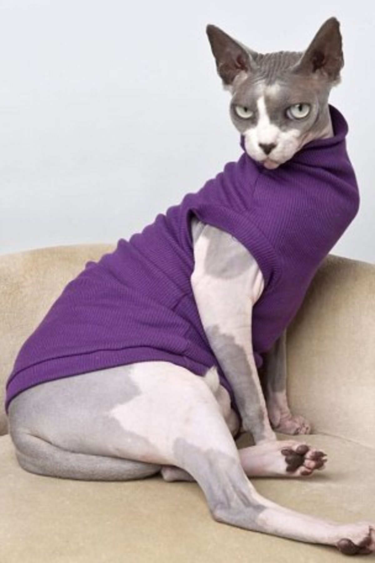 Канадский сфинкс в одежде