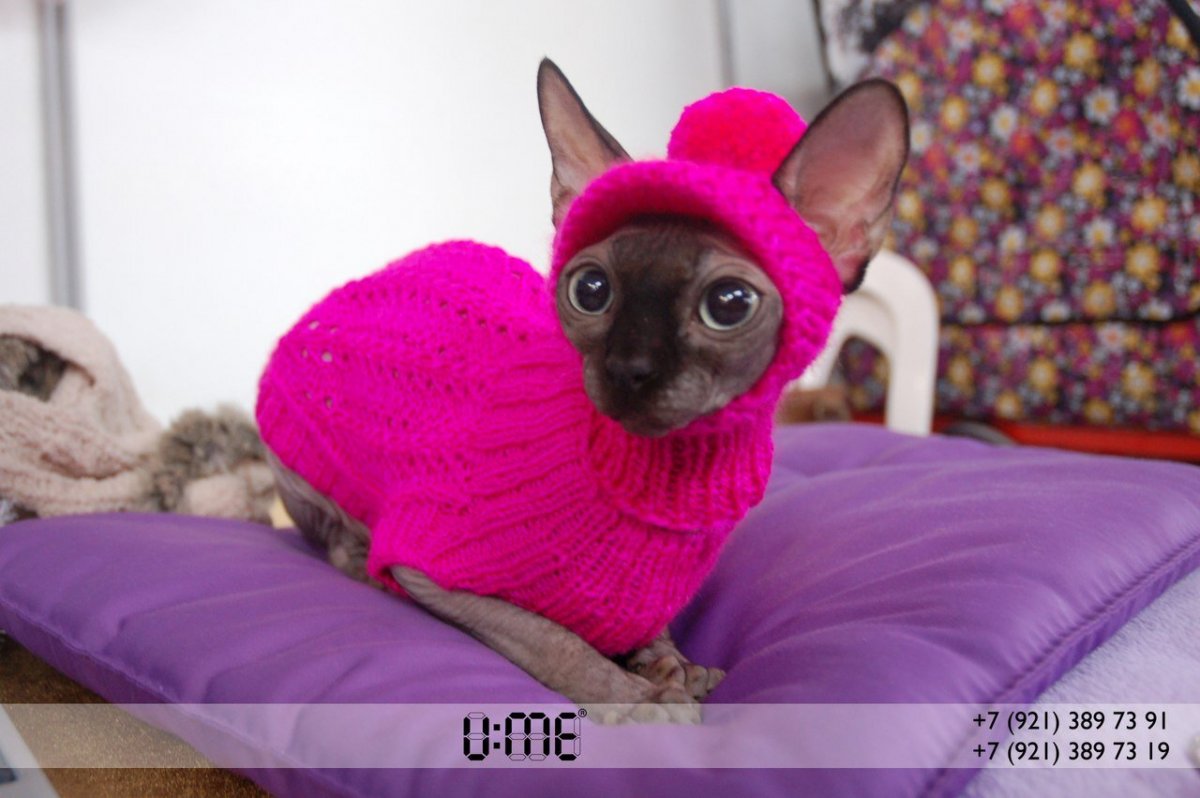 Одежда для кошек сфинксов