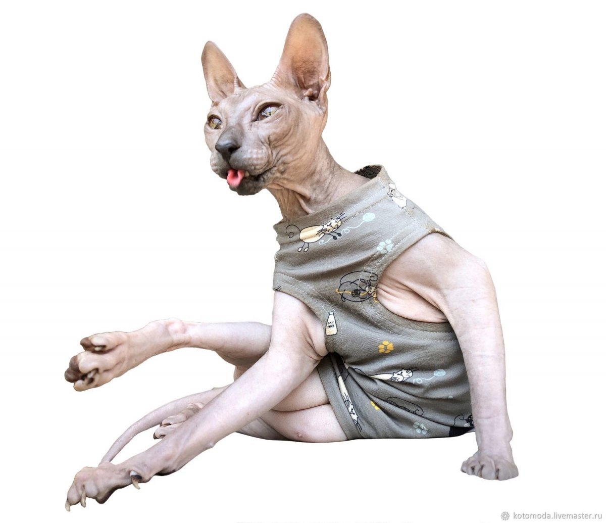 Сфинксы в одежде смешные