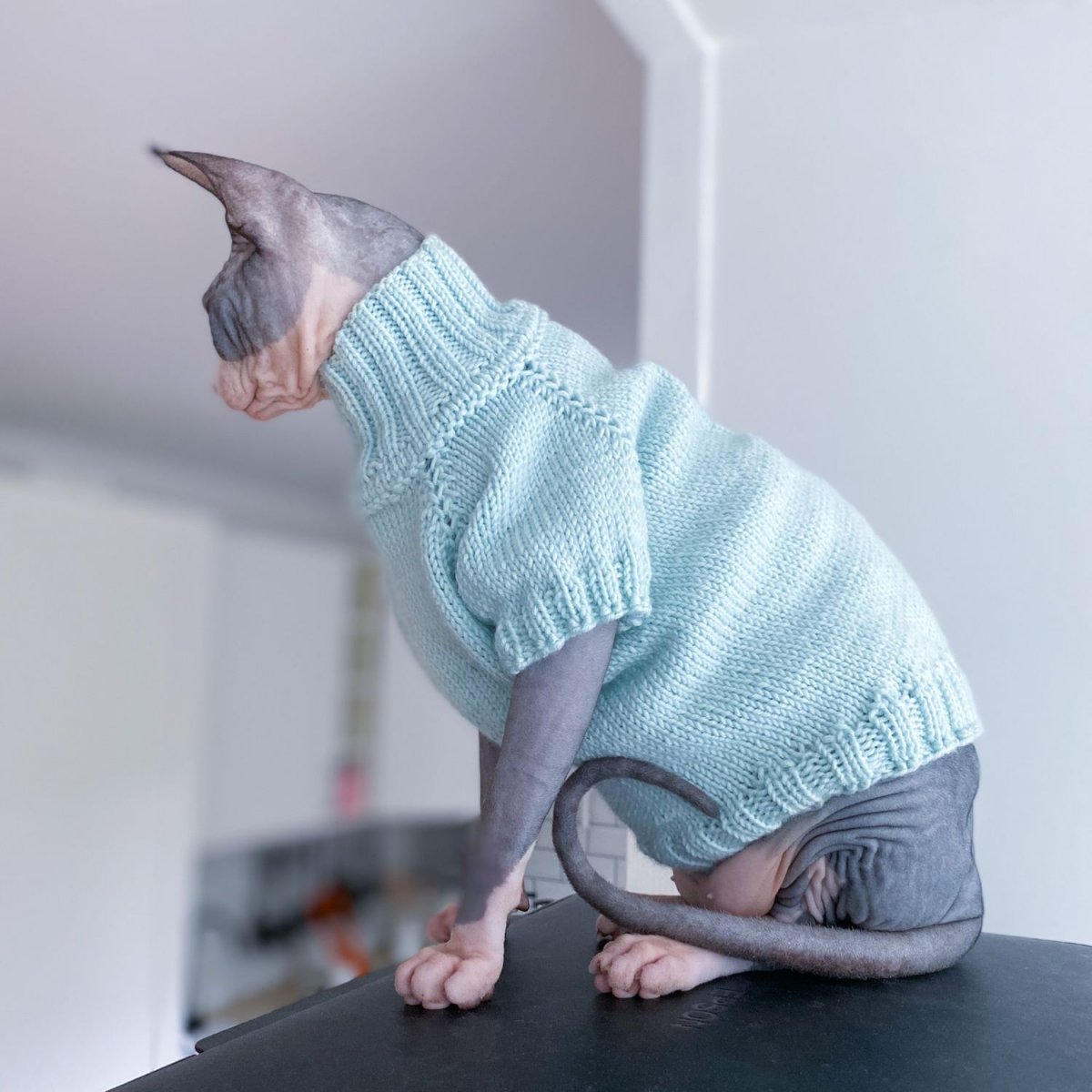 Одежда для сфинксов