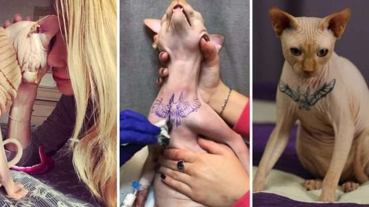 Лысый кот с тату