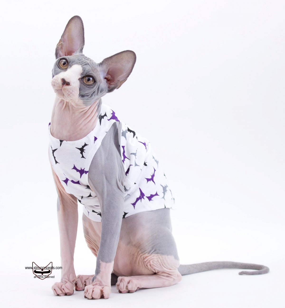 Канадский сфинкс в одежде