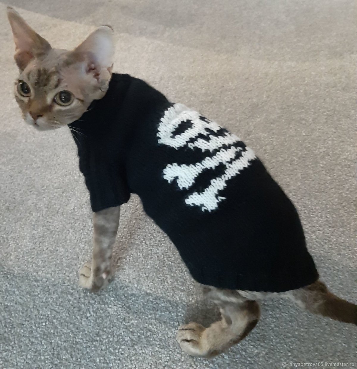 Свитер для Корниш Рекса