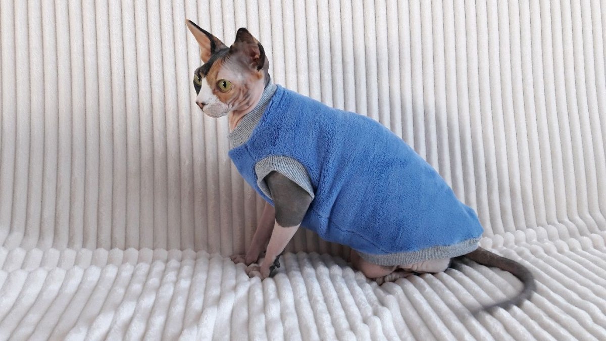 Кофта для сфинкса